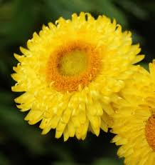 Image result for Helichrysum bracteatum