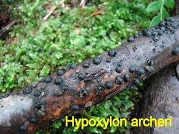 Attēlu rezultāti vaicājumam “Amaurochaete fusiformis spores”