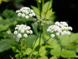 Attēlu rezultāti vaicājumam “Aegopodium podagraria flower”
