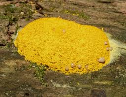 Attēlu rezultāti vaicājumam “Fuligo septica var. flava young”