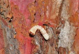 Attēlu rezultāti vaicājumam “Proutia betulina larva”