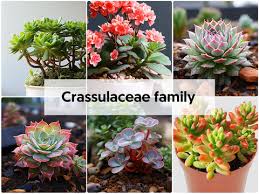 Attēlu rezultāti vaicājumam “Crassulaceae”