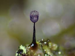 Attēlu rezultāti vaicājumam “Cribraria violacea macro”