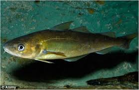 Image result for Microgadus tomcod