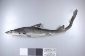 Image result for Mustelus antarcticus