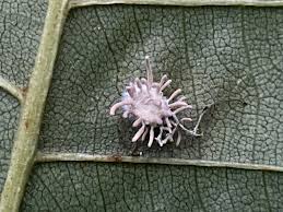 Attēlu rezultāti vaicājumam “Torrubiella arachnophila”