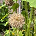 Attēlu rezultāti vaicājumam “Allium holandicum leaf”