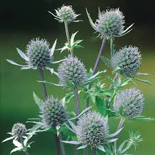 Attēlu rezultāti vaicājumam “Eryngium planum fruit”