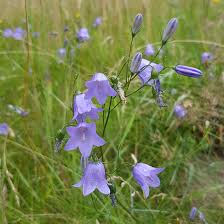 Image result for Glockenblumen