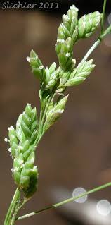 Attēlu rezultāti vaicājumam “Glyceria striata”