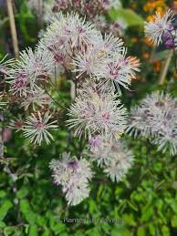 Attēlu rezultāti vaicājumam “Thalictrum aquilegifolium leaf”