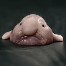 Image result for blobfish