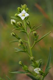 Attēlu rezultāti vaicājumam “Thesium alpinum”