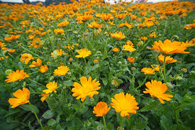 Attēlu rezultāti vaicājumam “Calendula officinalis flower”