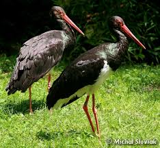 Attēlu rezultāti vaicājumam “Ciconia nigra”
