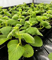 Image result for Oregano