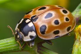 Attēlu rezultāti vaicājumam “Anatis ocellata”