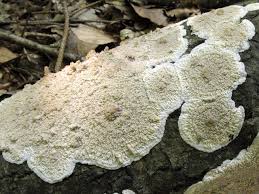 Attēlu rezultāti vaicājumam “Phlebia rufa”