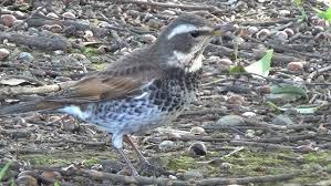 Image result for Turdus eunomus