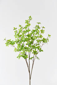 Attēlu rezultāti vaicājumam “Enkianthus chinensis leaf”