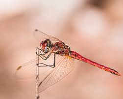 Attēlu rezultāti vaicājumam “Sympetrum”