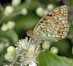 Attēlu rezultāti vaicājumam “Argynnis niobe”