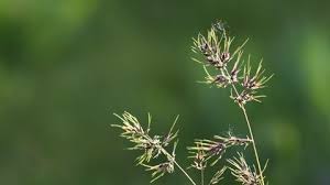 Attēlu rezultāti vaicājumam “Carex appropinquata leaf”