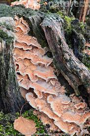 Attēlu rezultāti vaicājumam “Phlebia tremellosa”