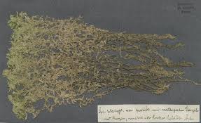 Attēlu rezultāti vaicājumam “Sphagnum platyphyllum”