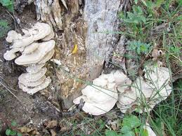 Attēlu rezultāti vaicājumam “Trametes suaveolens”