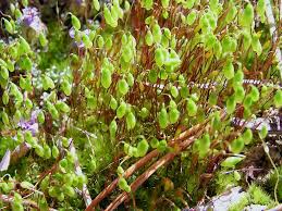 Attēlu rezultāti vaicājumam “Leptobryum pyriforme”