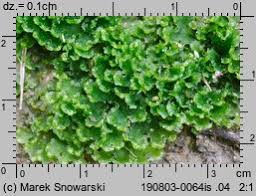 Attēlu rezultāti vaicājumam “Blasia pusilla”