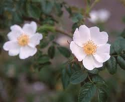 Attēlu rezultāti vaicājumam “xComagaria rosea”