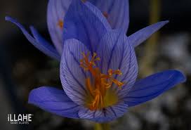 Attēlu rezultāti vaicājumam “Crocus speciosus”
