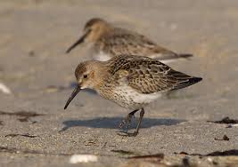 Attēlu rezultāti vaicājumam “Calidris alpina”