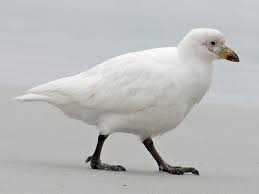 Attēlu rezultāti vaicājumam “Chionaspis salicis”