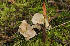 Attēlu rezultāti vaicājumam “Arrhenia retiruga”