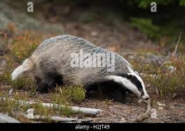 Attēlu rezultāti vaicājumam “Meles meles adult”