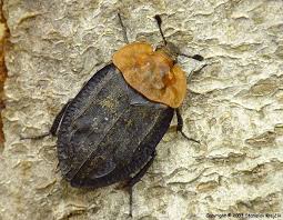 Attēlu rezultāti vaicājumam “Oiceoptoma thoracicum”