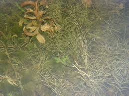 Attēlu rezultāti vaicājumam “Potamogeton rutilus”