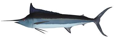 Image result for Istiompax indica