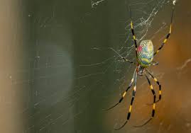 Image result for spider