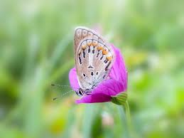 Attēlu rezultāti vaicājumam “Eumedonia eumedon underside”