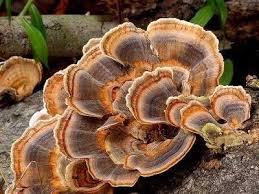 Attēlu rezultāti vaicājumam “Trametes versicolor”