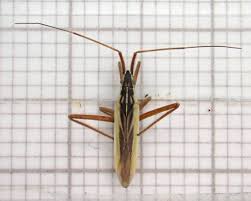 Attēlu rezultāti vaicājumam “Dienerella elongata”