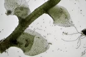 Attēlu rezultāti vaicājumam “Scapania irrigua”