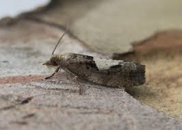 Attēlu rezultāti vaicājumam “Epinotia brunnichana”