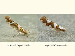 Attēlu rezultāti vaicājumam “Argyresthia goedartella”