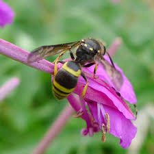 Attēlu rezultāti vaicājumam “Ancistrocerus sp.”