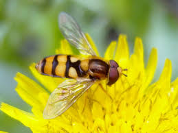 Attēlu rezultāti vaicājumam “Eupeodes nielseni”